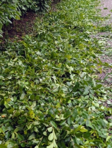 Down below - all the cut leaves. These are raked up as they work, so cleanup is easier at the very end.
