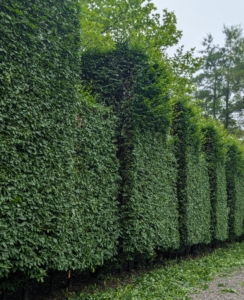 Looking at the front, one can see what has been pruned and what Pasang still has to do.