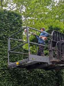 Then he uses his STIHL HLA 86 commercial grade extended reach, telescopic hedge trimmer, which is very lightweight and easy to control.