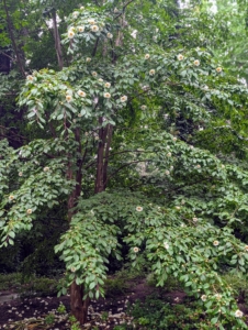 The Japanese Stewartia is native to Japan, Korea, and the southeastern United States. It is a slow-growing, all-season performer that shows off green leaves in spring, white flowers in summer, and colorful foliage in autumn. I love stewartias – after all, my name is “Stewart.”