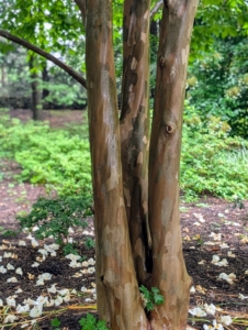 One of the most appealing features is the Stewartia’s bark. It is multi-colored and peels away in strips.