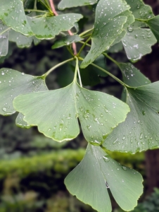 Some trees feature interesting leaf shapes. This is the leaf of a ginkgo tree. The leaves are unusually fan-shaped, up to three inches long, with a petiole that is also up to three inches long. This shape and the elongated petiole cause the foliage to flutter in the slightest breeze. Ginkgo biloba, commonly known as ginkgo or gingko, and also known as the maidenhair tree, is the only living species in the division Ginkgophyta. It is found in fossils dating back 270-million years.