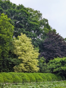 Every chance I get, I tour the property to see how things are growing. It always delights me to see how these trees look from a distance in all the different layers.