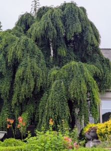 Just outside my kitchen on the terrace parterre is a tall weeping katsura. Cercidiphyllum japonicum f. pendulum has pendulous branches that fan out from the crown and sweep the ground. Tiny red flowers emerge in late March or early April before the leaves.