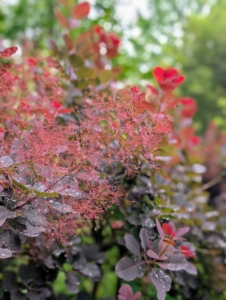 The plume-like seed clusters, which appear after the flowers, give a long-lasting, smoky haze to the branch tips.
