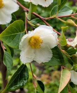 The flowers of a Stewartia are cup-shaped, camellia-like white blossoms that grow up to two-and-a-half inches in diameter with showy orange-yellow anthers.