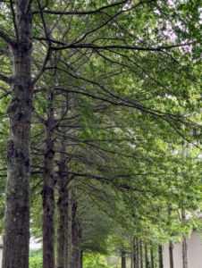 The Pin Oak Allée is the first allée guests see when entering my farm. These trees are tall and impressive. Pin oaks, Quercus palustris, are popular landscape trees because they are fast-growing and easy to maintain.