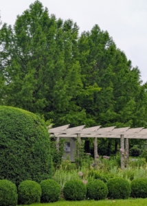 From this side of my long and winding pergola, one can see the towering bald cypress, Taxodium distichum – a deciduous conifer. Though it’s native to swampy areas, the bald cypress is also able to withstand dry, sunny weather and is hardy in USDA climate zones 5 through 10. I also planted these when I took over my farm.