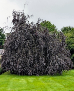 Nearby is this beautiful weeping copper beech, Fagus sylvatica ‘Purpurea Pendular’, an irregular spreading tree with long, weeping branches that reach the ground. I have several of these trees on the property.