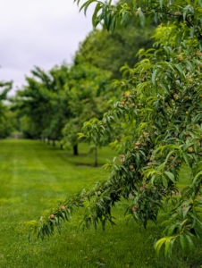 And it won't be long before we're enjoying the fruits from my orchard. My orchard surrounds three sides of my pool. I planted more than 200-fruit trees here, many of which started as bare-root cuttings. And now they are growing beautifully. I hope you can enjoy the trees where you live.