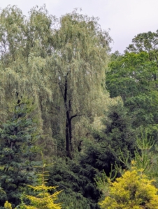 From a distance, everyone notices the stunning weeping willows. Here is one grove of weeping willows at the edge of my pinetum. The golden hue looks so pretty against the landscape.