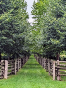 This is the newer of two linden allées here at Cantitoe. This one is planted between the paddocks and runs from the pergola to the Boxwood Allée and then all the way down to the chicken coops. It, too, has grown so beautifully over the years, in part because I pay so much attention to the soil and keep it rich and filled with nutrients for all the plantings.