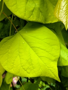 Eastern redbud leaves are alternate, simple, broadly heart-shaped and three to five inches high and wide.