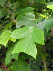 This is the leaf of the tulip tree. Our tulip trees are the tallest at the farm – these trees can grow more than 120-feet. In the late spring bright yellowish-green and orange flowers bloom. They resemble tulips in shape. The silhouette of the tree’s leaves is also tulip-shaped. Together, these features give the tulip tree its name. The tulip tree is also known as tulip poplar, yellow poplar, whitewood, and tulip magnolia. Some of these names can be deceiving, as the tree is not a true poplar. Instead, it belongs to the magnolia family.