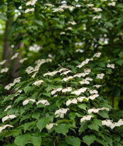 Along the carriage road near my back hayfield, I have several Cornus kousa trees – small deciduous trees in the flowering plant family Cornaceae. Common names include kousa, kousa dogwood, Chinese dogwood, Korean dogwood, and Japanese dogwood. It bears these white flowers in spring and summer and edible berries with soft pulp that is sweet with a similar flavor to a ripe persimmon in the fall.