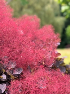 Smoke bushes, Cotinus, have superlative color, appealing form, and look excellent in the gardens.