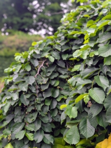 Outside my main greenhouse, I have Camperdown Elms, which slowly develop broad, flat heads and wide crowns with weeping branch habits. I also have beautiful Camperdown Elm specimens outside my Winter House.
