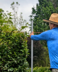 The next day, a younger hedge is also groomed in the parking lot right in front of my glass greenhouse. We planted this hedge in the spring of 2019 – it has grown quite a bit. An identical one is on the other side of the greenhouse entrance. To keep the hedges straight on top, I instruct everyone to use landscaper’s twine to create a guide. It’s an easy way to make sure everything is cut properly.