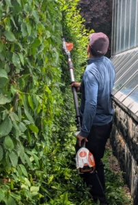 Meanwhile, Pasang works from the back of the hedge. This area is also cut with the STIHL trimmer - quickly and efficiently.