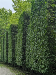 Here is a side view of the big hedge showing how the front is sculpted with the taller sections protruding just a bit.