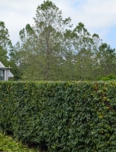 And here is another section of the hedge. It looks great.