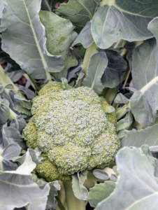 And what a difference a few days make - some of the broccoli heads are double the size after last week. We've had a lot of rain, sun, and heat - it's all done well for my gardens.