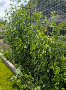 Right now, the shelling peas, snap peas and edible pea pods are perfect for picking.