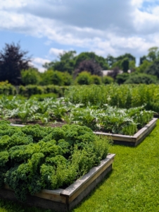 I walked the group through the vegetable garden. They admired the growing brassicas. Everything is doing so well.