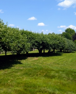 I walked the group past what I call the "ancient" apple trees. These are original to the farm and continue to produce an abundance of fruit every year.