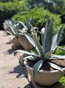 All my potted tropical plants are now displayed all around the farm. These agaves are lined up on the Summer House terrace.