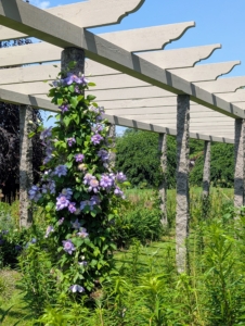 After our refreshments, we walked down the carriage road. On the upright granite posts of my long and winding pergola, I planted clematis in a palette of blue-flowering cultivars. Every year they give a vivid floral display.