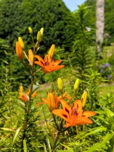 But here are the first blooms of the next pergola transformation. Soon this pergola garden will be filled with gorgeous orange tiger lilies.