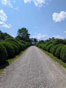 And finally a stroll down the Boxwood Allée before leaving. It was a fun tour with a very fun, enthusiastic, and curious group of dedicated gardeners. Happy first weekend of summer.