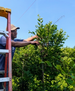 When needed, the developing hedges are trimmed. Proper and regular trimming helps keep them thick and full, giving them a neat and tidy look. It also promotes new growth, improves air circulation and light through the branches. Pasang is my resident tree expert. He is pruning the tops of the hornbeams. Landscape twine above provides a cutting guide.
