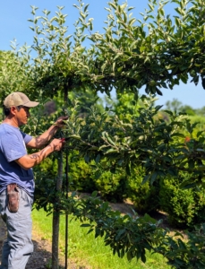I grow a variety of wonderful apples. And, at the right time, those walking through can pick a fruit while they meander through this botanical puzzle.