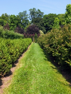 Everything is looking so lush and green, in part because of the maintenance and care I give them throughout the year.