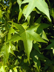 Its leaves are a lustrous-bold green, which turns to a mixture of deep purples, reds, and yellows in autumn.