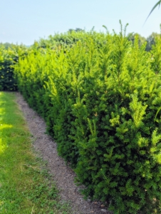 And these are the growing Japanese yews. These yew trees, Taxus, a coniferous evergreen, related to pines, spruces, firs, cedars, and cypress fills this row nicely. They are small to medium sized evergreens and are incredibly long lived – in fact they can survive for 900 years before becoming ancient.