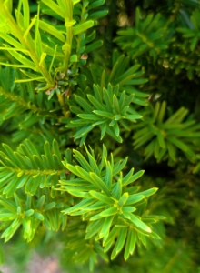 The leaves are flat, dark green, and arranged spirally on the stem.