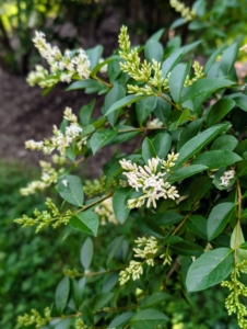 Right now, the privets are blooming. Small white flowers with four petals occur on conical or irregularly shaped clusters. The blooms are a nice source of nectar for honey bees, butterflies, and other insect pollinators. And walking by these privets, one can smell the strong, sweet fragrance.