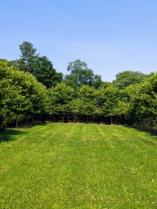 And in this area, a selection of handsome London planetrees, Platanus acerifolia ‘Bloodgood,’ a relative of the mighty sycamore. These trees are large shade trees with broad open crowns. They were the perfect choice for the center of my maze, where they will surround and shade an open space.