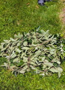All the clippings are discarded in my giant compost yard.