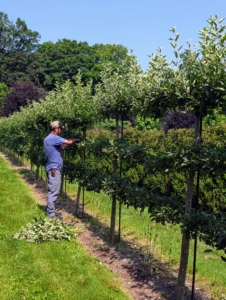 Small pruning jobs can actually be done safely in summer and won't stress out the plantings. I do bigger pruning chores in winter when the trees are dormant.