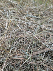 The best time is to start as soon as dew is off in the morning, which will maximize drying time. After it is cut, it is left to dry for several hours.