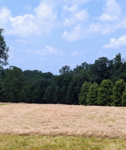 This time every year, I cross my fingers for a stretch of good, dry weather, so I can get the first cut of hay from the fields. Timing is everything when cutting the hay crop. This week's heat wave has been uncomfortable, but perfect for drying and baling hay. Here's one field of freshly cut hay.
