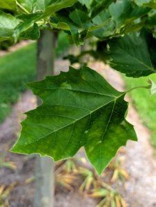 The leaves are light to dark green with three to five pointed lobes. These planetree leaves look similar to maple or sycamore tree leaves. The large, pointed leaves with toothed margins measure about seven inches long and up to 10 inches wide.