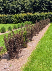 Each shrub or bush is planted appropriately with enough space to accommodate its full grown size. These will grow taller and more stout.