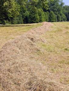 Here is a windrow ready to bale. All the windrows are lined up straight next to each other with enough room in between for the baler to maneuver properly around the field.