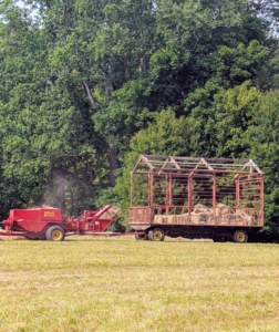 The process starts midday when there is the least amount of moisture. The wagon fills up pretty quickly. Each one can hold about 150-bales. Chhiring drives up and down the windrows of all the hayfields which takes a good portion of the afternoon.