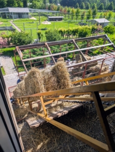Here is the view from the top end of the loft as bales are sent up.
